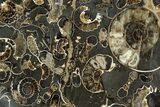 Polished Ammonite (Promicroceras) Fossil - Marston Magna Marble #129294-1